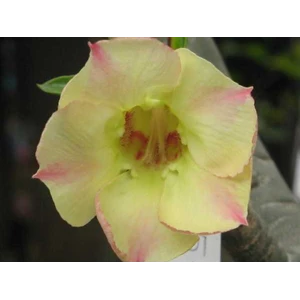 adenium silk of yellow