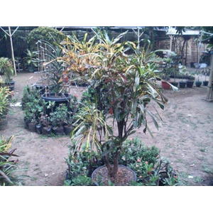 puring kobra (indukan)