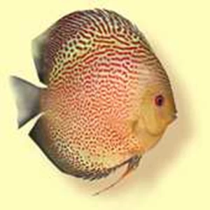 spotted eruption discus