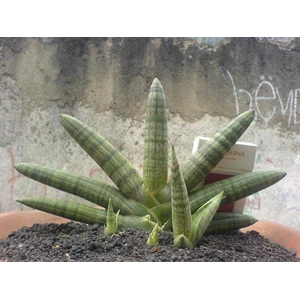 sansevieria boncel/cylindrica patula dwarf/sold out/terima kasih.