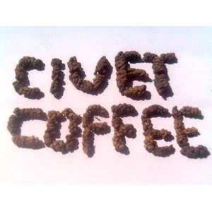 coffee luwak