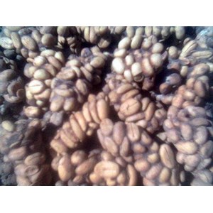 civet coffee/kopi luwak