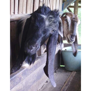susu kambing ettawa