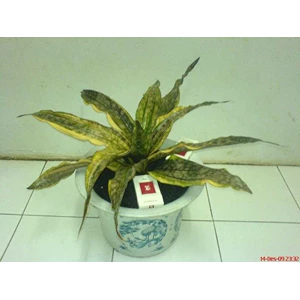 sansevieria kirkii var pulchra coppertone varigata big with 12leaf.