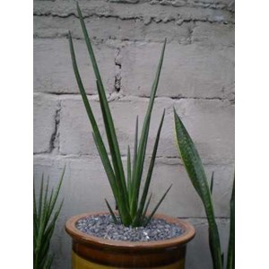 pensil erytrea