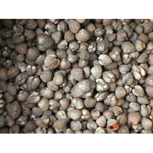 :kerang dara/red clams (live)