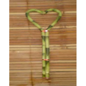 suji/ bambu hoki (lucky bamboo) hs 30