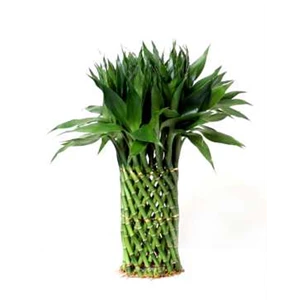 suji/ bambu hoki ( lucky bamboo) cb green & varigata