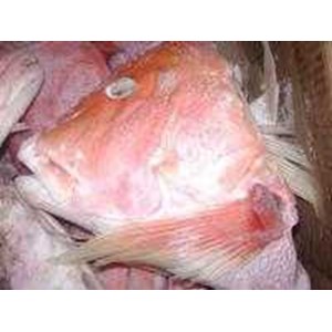 fish head (kepala kakap merah)