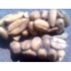 civet coffee/kopi luwak