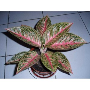 aglaonema legacy