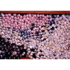 mutiara mabe 12 - 20 mm