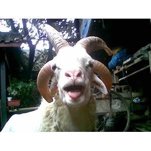 dijual domba tanduk 4