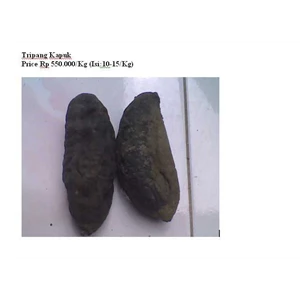 tripang kapuk