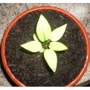 jenmanii variegata super (1) (sold out)