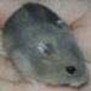 hamster winter white normal dan safir