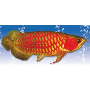 ikan hias air tawar( arwana super red)