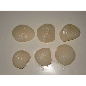 : daging scallop kerang simping
