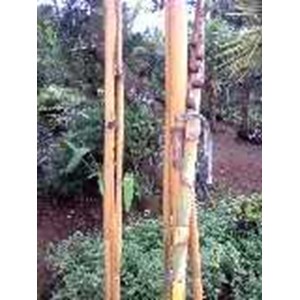 bambu kuning 60rb/ ikat isi 3 batang