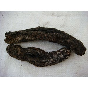 teripang duyung
