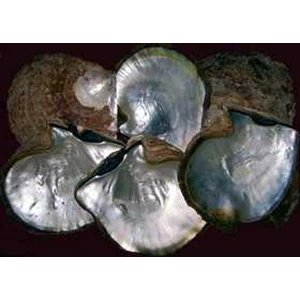 kerang mutiara
