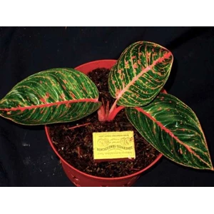 aglaonema angela
