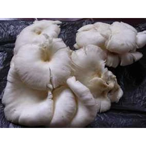 jamur tiram