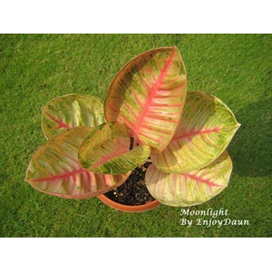 aglaonema moonlight (5)