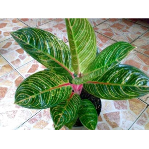 kresna (terjual)