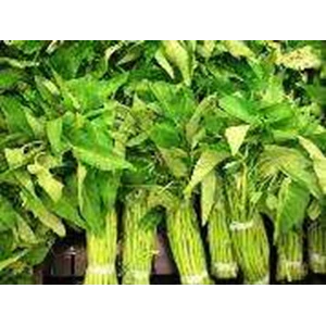 kangkung lombok