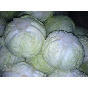 kol / cabbage