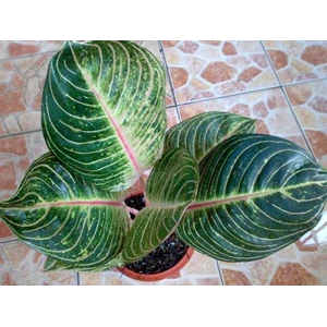 esmeralda 6 daun jumbo (terjual)