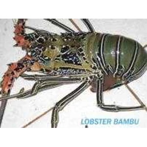 lobster hidup