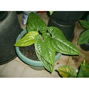 anthurium sirih (terjual,thanks)