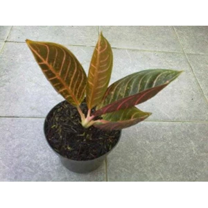 aglonema pride of sumatra