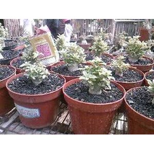 adenium mini brokoli