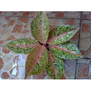 srikandi daun oval (terjual)