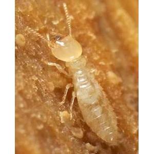 termite control