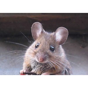 rodent control
