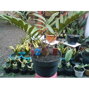 zamia furfuracea ~ no. 12
