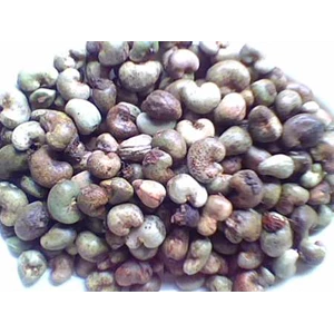 raw cashew nuts ( mente gelondong )