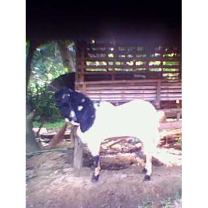 kambing etawa
