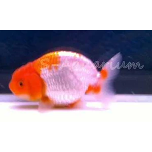 ranchu rw