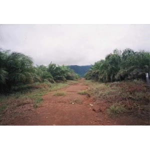 plantation cpo