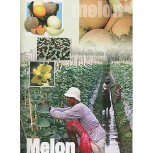 bibit melon