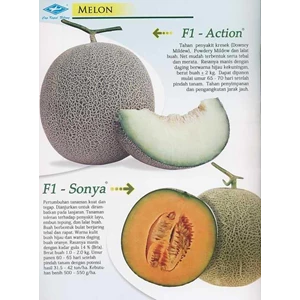 bibit melon,f1 action, f1 sonya