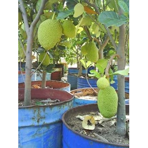 nangka ; bibit tanaman buah ; tabulampot