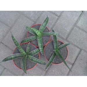 bandipur sisa 2 pot