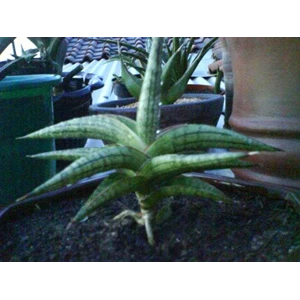 s philipsiae