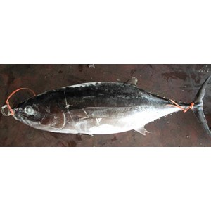 albacore / thunus alilunga / white tuna / albakor